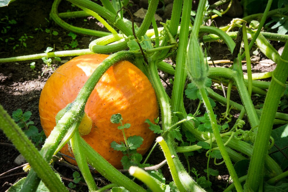 01.03.2022 Anmeldung für Sonnenäcker 2022 startet