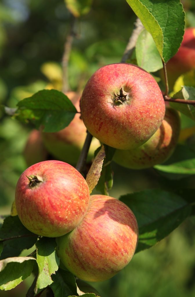 Streuobstsammlung